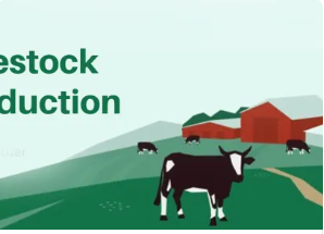 Effective Livestock Production